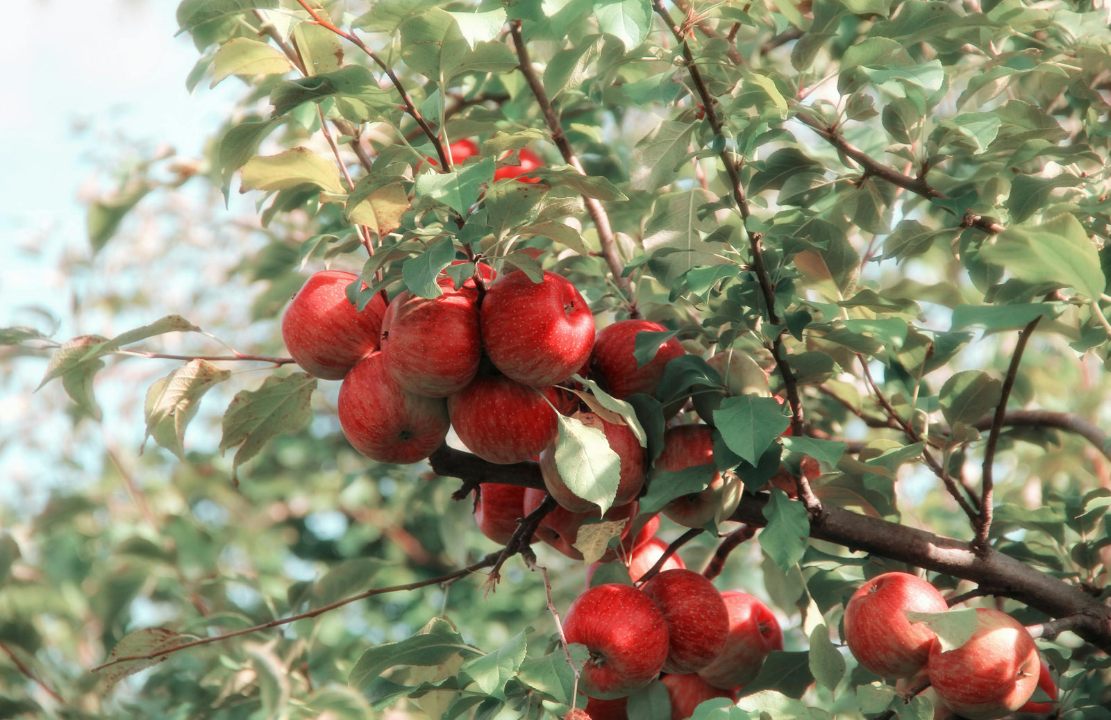Apple tree branch