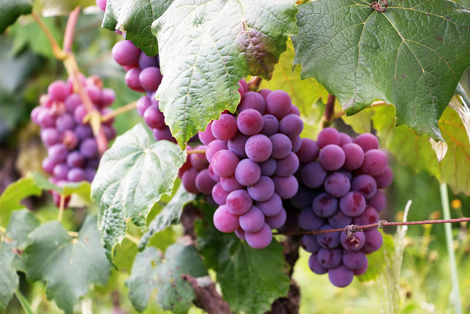 Bunches of red grapes growing on a plant