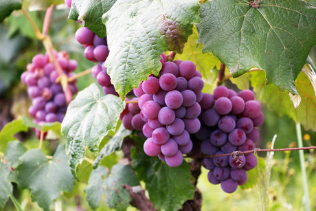 Bunches of red grapes growing on a plant