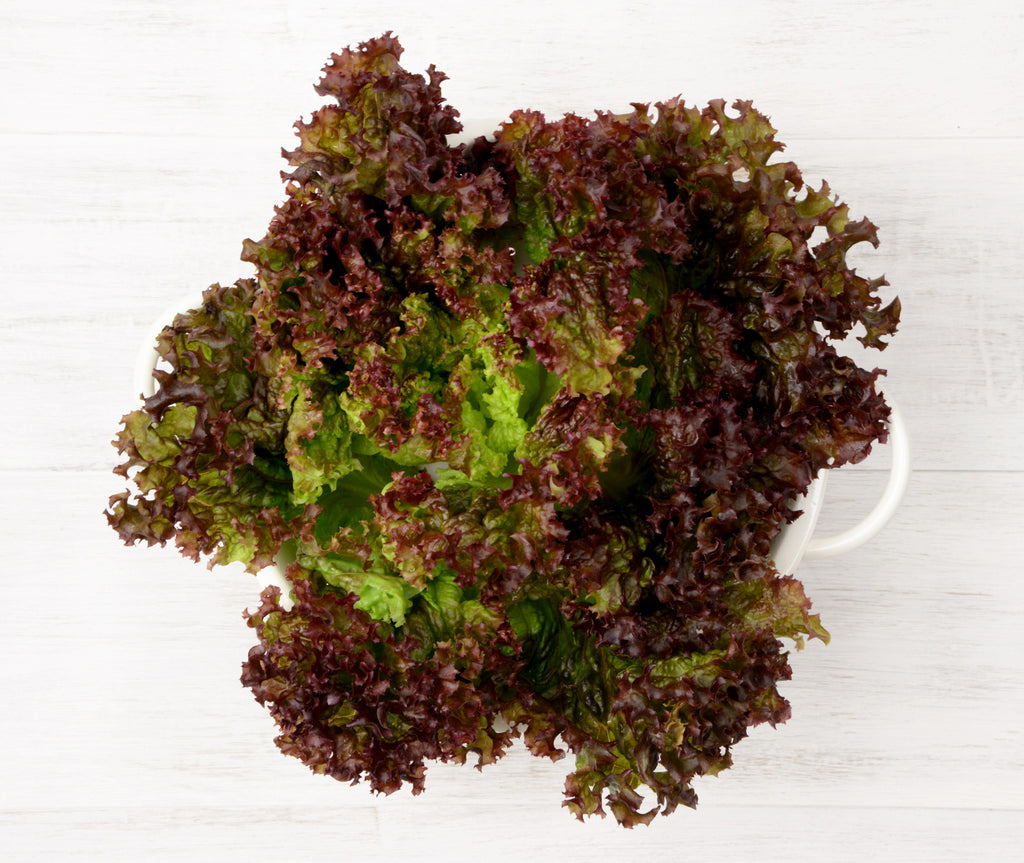 One Lolla Rosso Lettuce locally sourced and perfect for your customised Vegetable Box